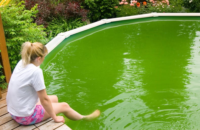 Above Ground Pool With Algae