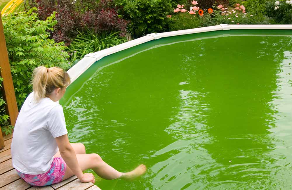 Green Pool With Algae Water