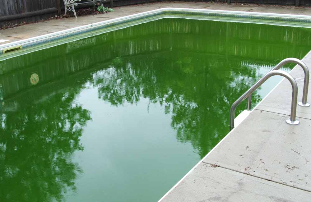 Pool Algae Bloom